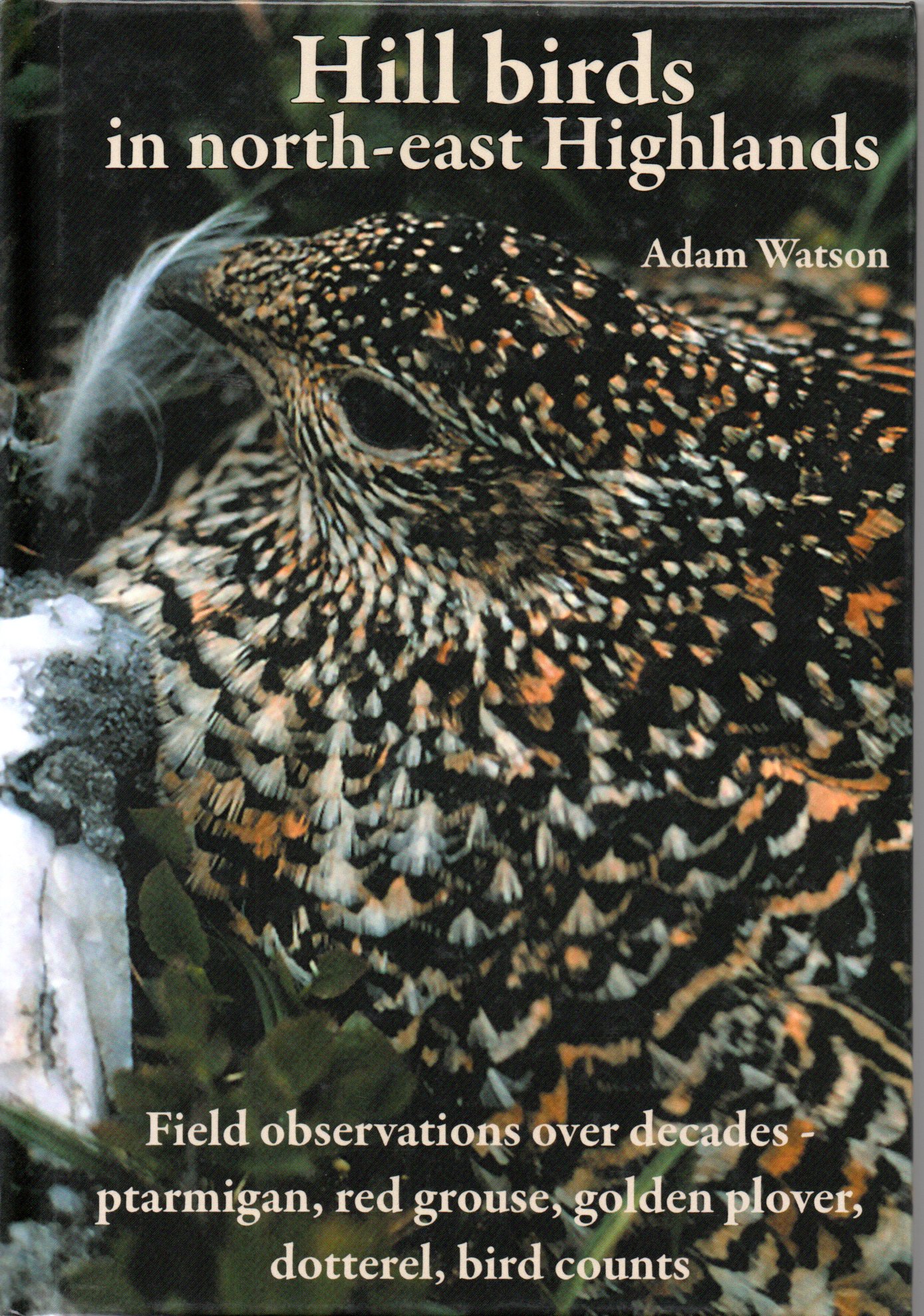Image for Hill Birds in north-east Highlands.