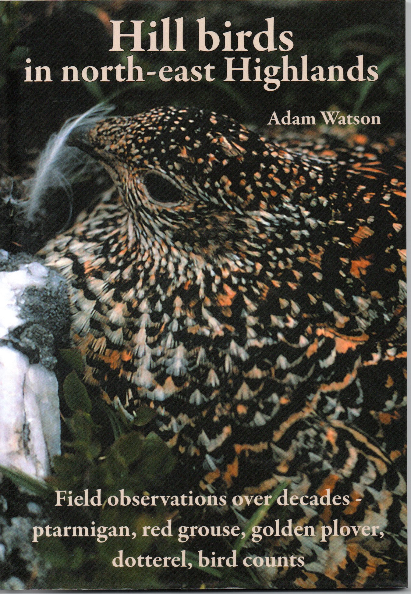 Image for Hill Birds in north-east Highlands.